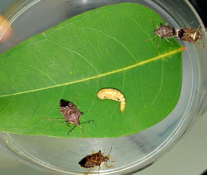 Niris Insecta 1 – BraIN&Phy Lab